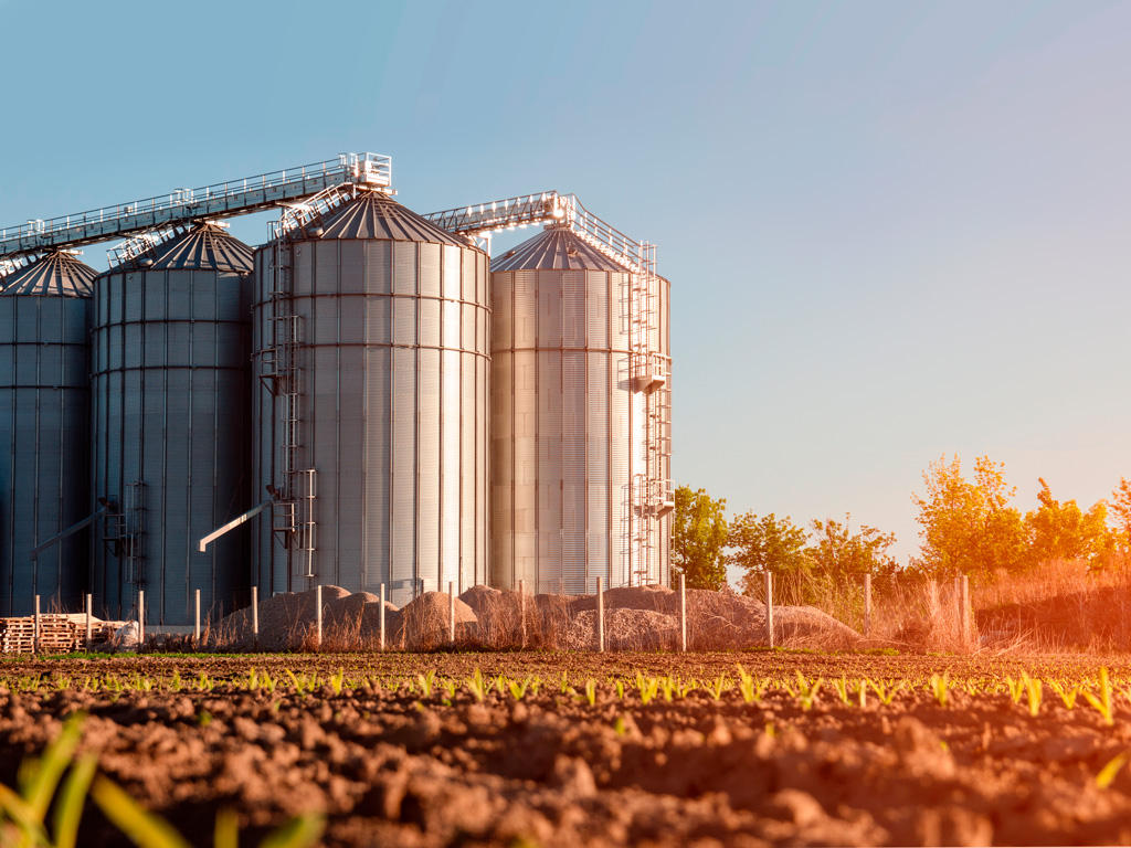 Exportación de soja paraguaya cae 1,4 millones de toneladas, pero crece la industrialización