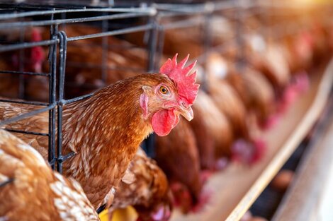 Paraguay prohíbe el ingreso de productos avícolas argentinos por brote de gripe aviar en dicho país