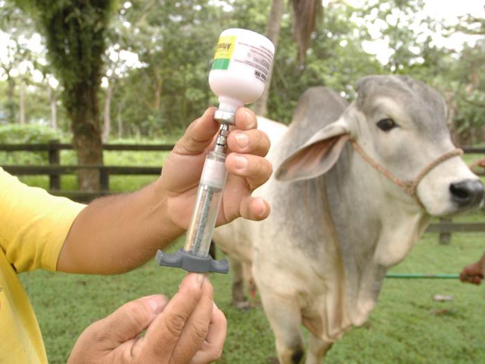 EE.UU apoya que el Paraguay suspenda la vacunación contra la fiebre aftosa