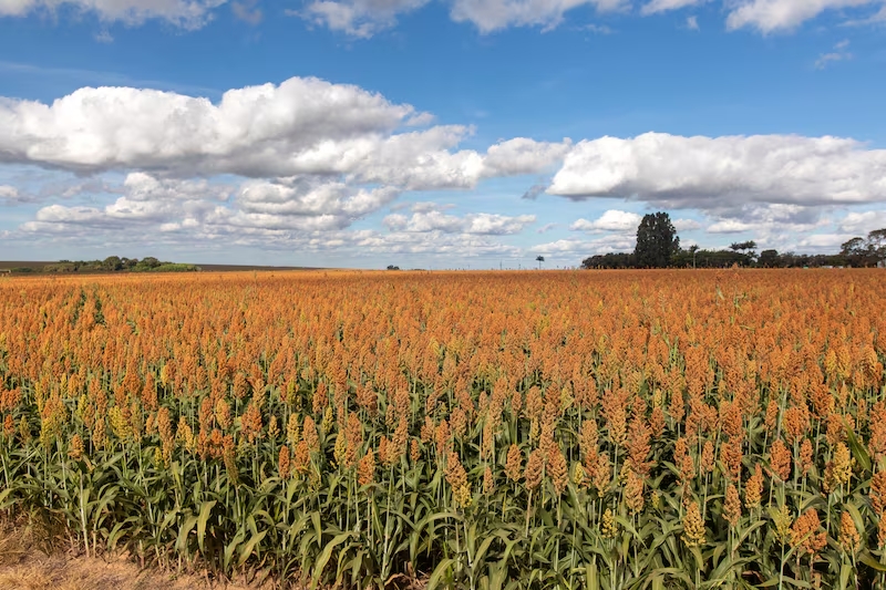 La industria agrícola brasileña domina la producción de bioinsumos y quiere salir al exterior