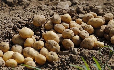 Paraguay fortalece su cultivo de papa y cebolla para dar respuesta a la demanda