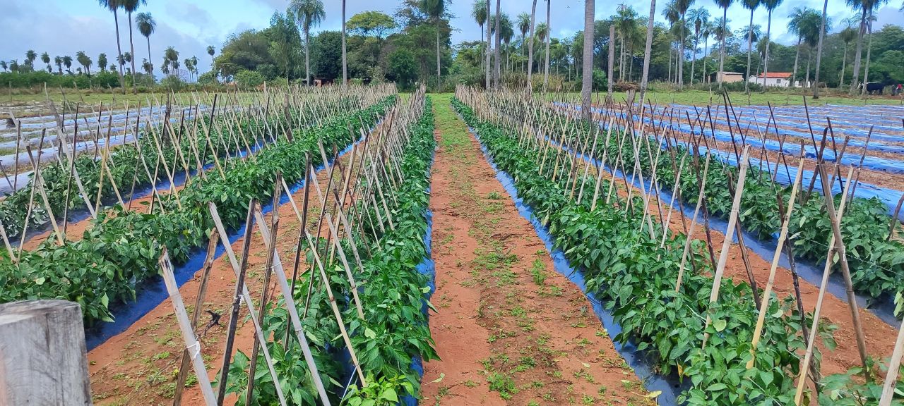 Productores frutihortícolas piden más controles contra el contrabando