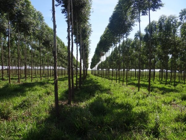 Paraguay busca duplicar su economía con el sector forestal como eje estratégico