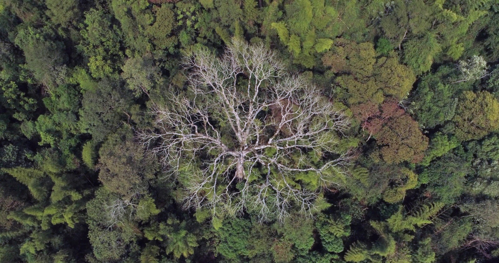 Vuelve la mayor campaña ambiental del Paraguay: Colosos de la Tierra