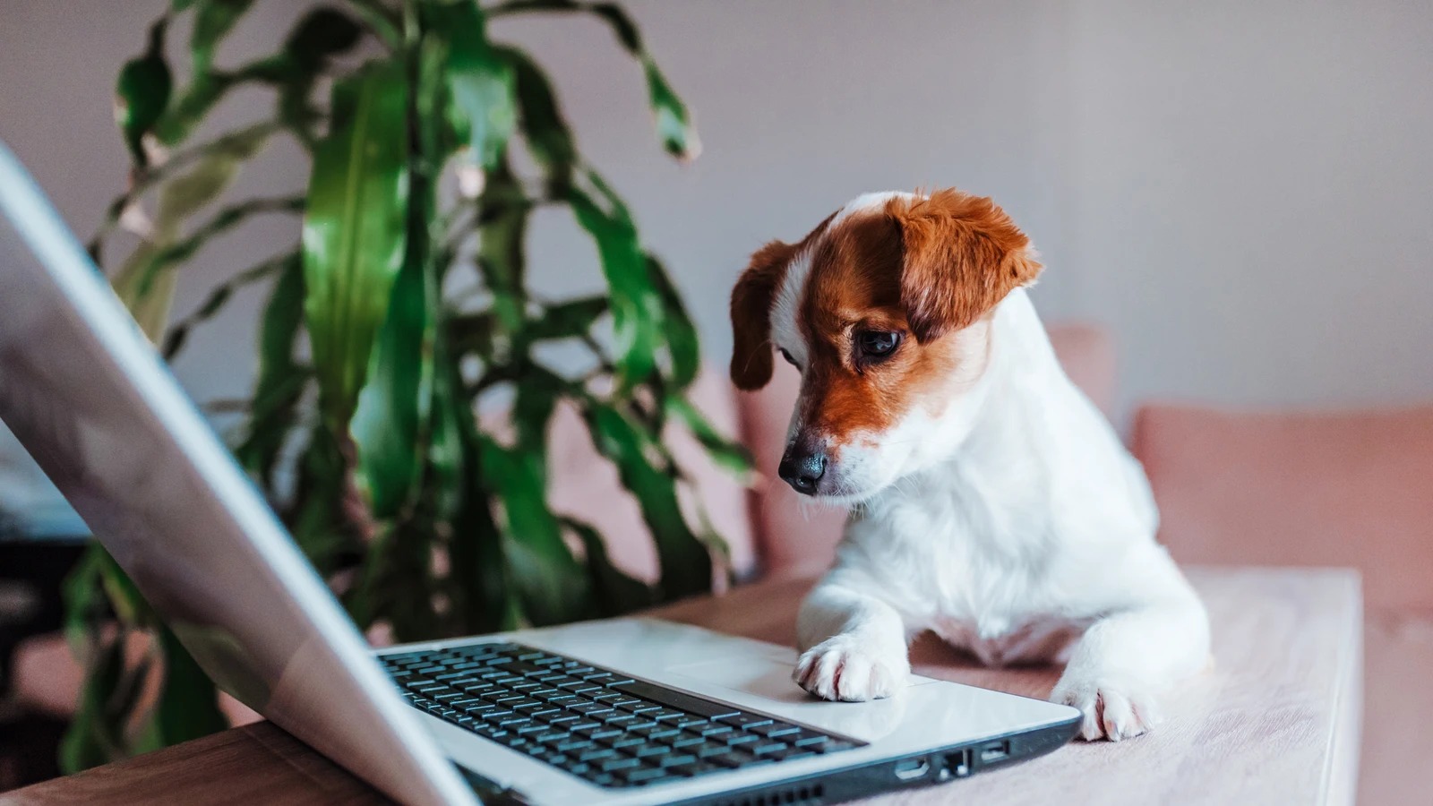 2025: el año perro que está poniendo a prueba a las empresas argentinas