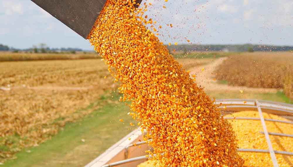 A pesar de las heladas, se mantienen las estimaciones para la soja y el maíz
