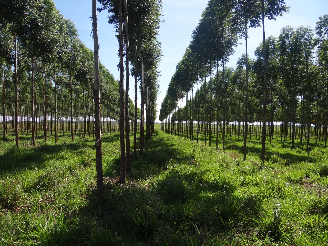 Sector Forestal: el futuro pilar económico de Paraguay