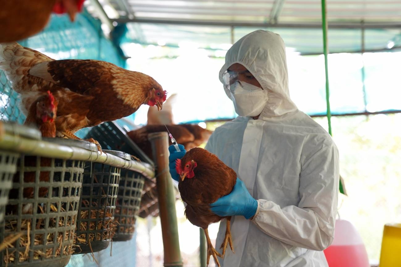 Senacsa activa alerta máxima por brote de influenza aviar en Argentina