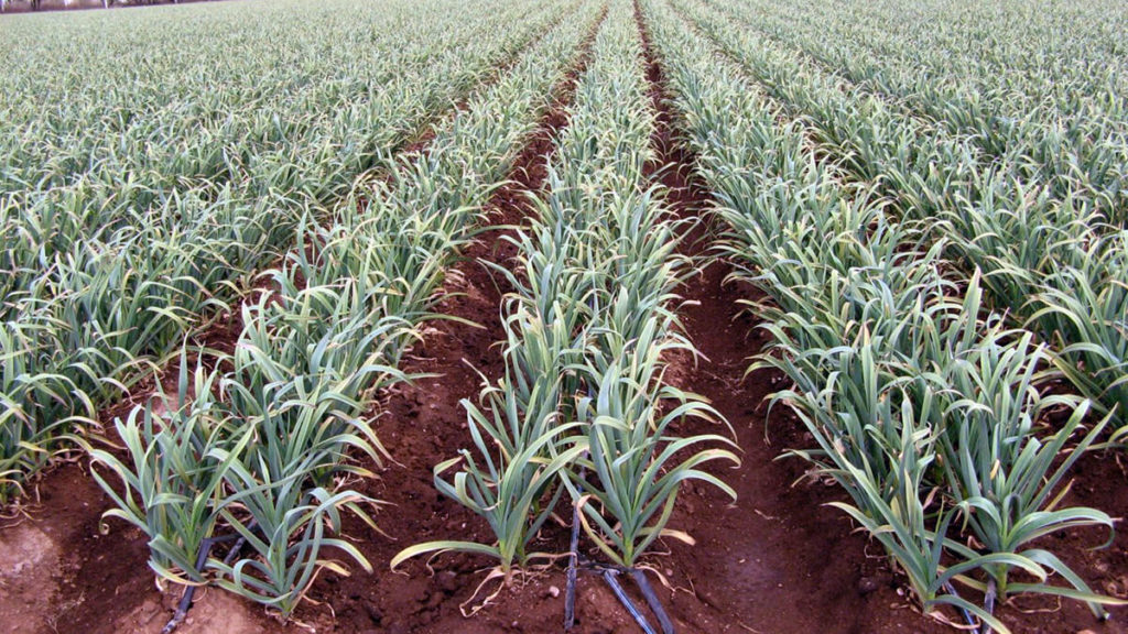 Lanzan plan para reactivar el cultivo de ajo y fortalecer la agricultura familiar