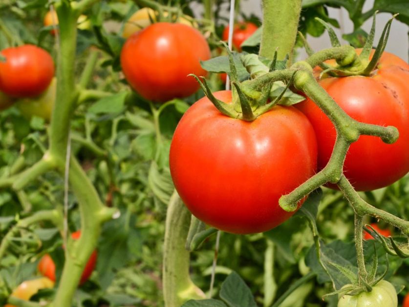 Productores frutihortícolas perdieron hasta el 100% de sus cultivos por heladas en varias zonas del país