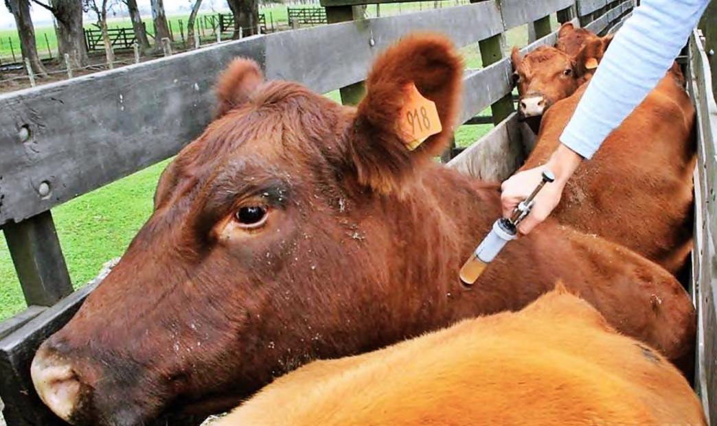 Gremios ganaderos ratifican que la vacunación contra la aftosa “no se negocia”